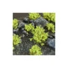 Green Shrub Wild -Wargame Spirit Boutique green shrub wild