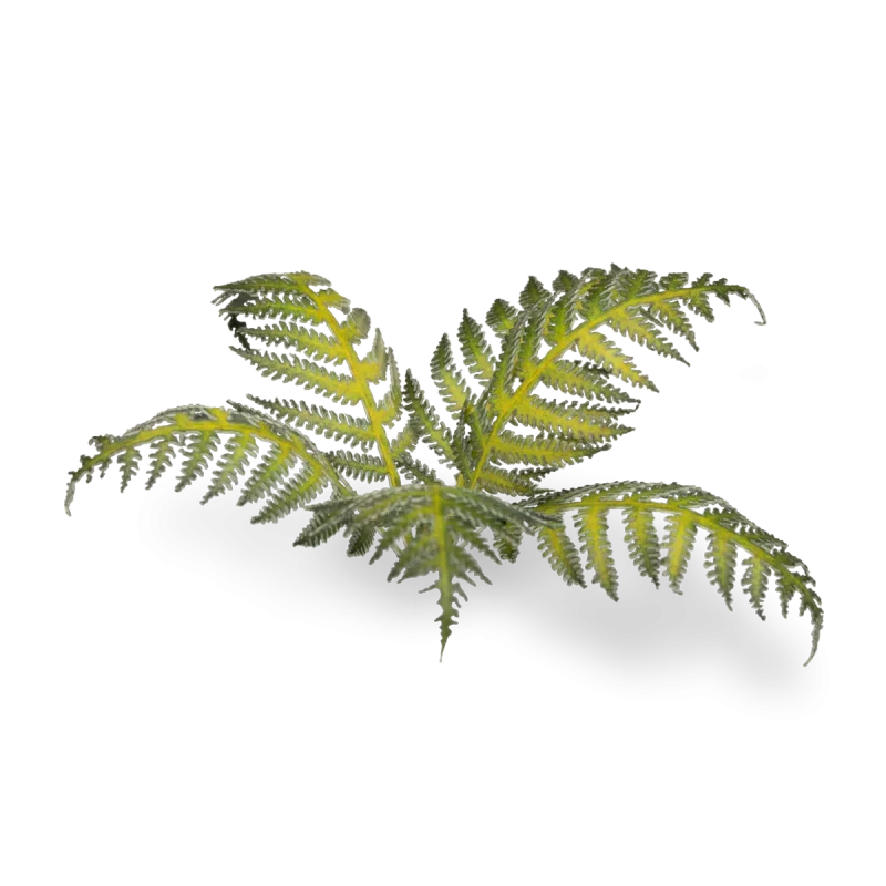 Laser Plants - Bracken 1 Laser Plants - Bracken