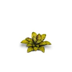 Laser Plants - Dumb Cane -Wargame Spirit Boutique laser plants dumb cane 2
