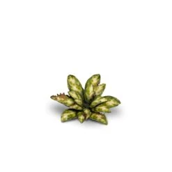 Laser Plants - Dumb Cane -Wargame Spirit Boutique laser plants dumb cane 3