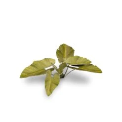 Laser Plants - Elephant Ear -Wargame Spirit Boutique laser plants elephant ear 3