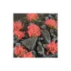 Red Flowers Wild -Wargame Spirit Boutique red flowers wild